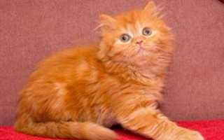 Окрасы шотландских кошек