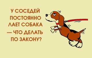 Как защитить свое право на тишину, если у соседа постоянно лает собака? Полезные советы