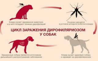 Симптомы дирофиляриоза у собак, а также методы лечения данного заболевания и профилактика