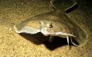 Полный список морской рыбы