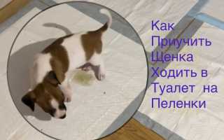 Как правильно приучить джек-рассел-терьера к туалету и поводку и как обучить базовым командам для счастливой жизни?