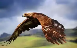 Беркут