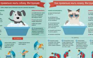 Советы как и чем мыть собаку в домашних условиях если нет шампуня для животных: полезные рекомендации