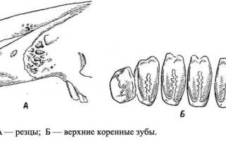 Сколько зубов у кролика