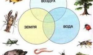 Животные мира – знакомые незнакомцы