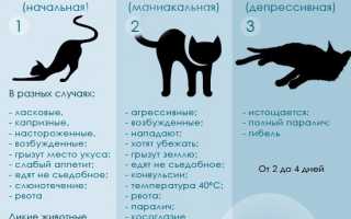 Бешенство у котов симптомы и лечение