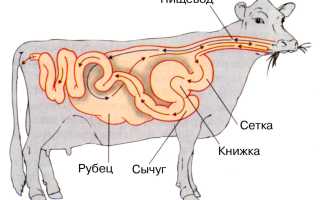 Рубец у коровы