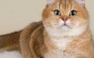 Кошка Золотая шиншилла