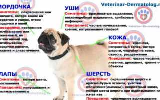 Причины аллергии у собак и как правильно ее лечить: советы ветеринаров