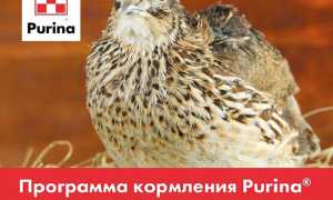 Пурина для перепелов