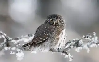 Воробьиный сыч