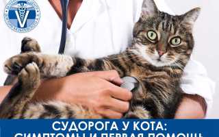 Судороги у кошки причины и лечение