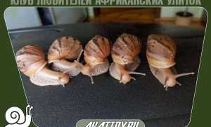 Улитка Ахатин пантера