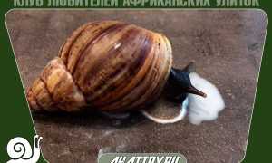 Можно ли давать улиткам молоко