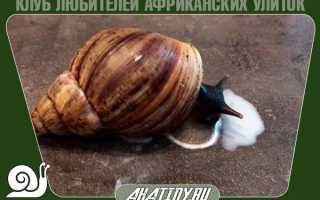 Можно ли давать улиткам молоко