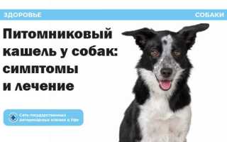 Что такое питомниковый кашель и как правильно его лечить у собак? Полезные советы и рекомендации