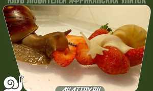 Как заставить улитку расти