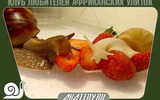 Как заставить улитку расти