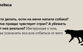 Что делать, если убежала собака, как ее можно найти, советы и рекомендации?