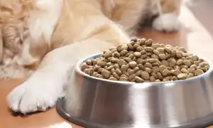 Чем теперь кормить домашних животных?
