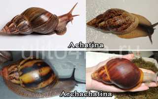 Ахатина и Архахатина