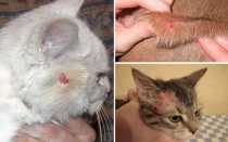 Смертельные болезни кошек