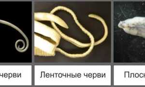 Глисты у собак