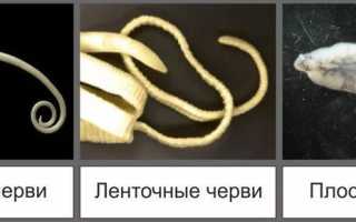 Глисты у собак