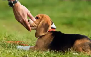 Когда нужно приступать к дрессировке щенка лабрадора и с чего нужно начинать для успешного обучения?