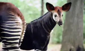 Окапи