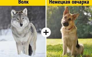 Волкособ