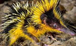 26 самых странных животных в мире
