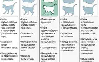 Подготовка кошки к стерилизации и послеоперационный уход