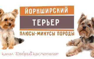 Плюсы и минусы породы йоркширский терьер и кому стоит заводить эту породу: полезная информация