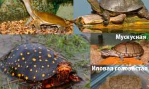 Чем питаются черепахи в природе
