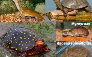 Чем питаются черепахи в природе