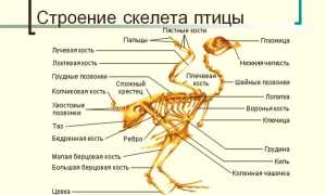 Анатомия птиц