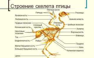 Анатомия птиц