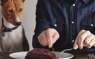 Как давать собаке сырое мясо, чтобы избежать отравления и заражения паразитами? Полезные советы.