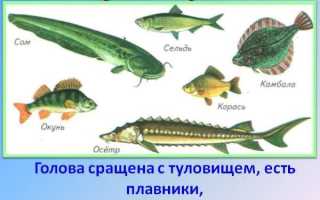 Рыбы классификация в биологии