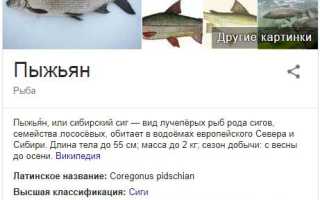 Рыба пыжьян