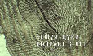 Сколько живет щука