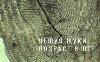 Сколько живет щука