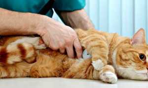 Лечение пищеварения у кошки