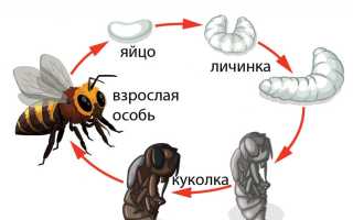 Продолжительность и особенности жизни пчелы