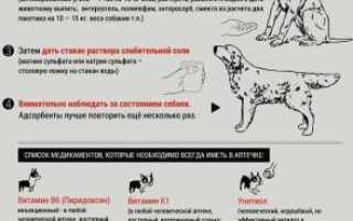 Чем может отравиться собака, и как оказать ей первую помощь в домашних условиях? Полезные советы