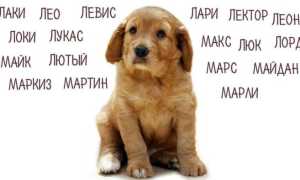 Как назвать собаку смешно