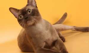 350 красивых кличек для бурманских кошек