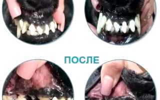 Бывает ли у собак зубной камень и можно ли избавиться от него в домашних условиях эффективно?