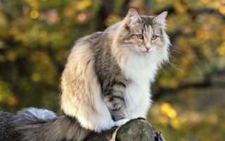 Сибирская кошка описание породы